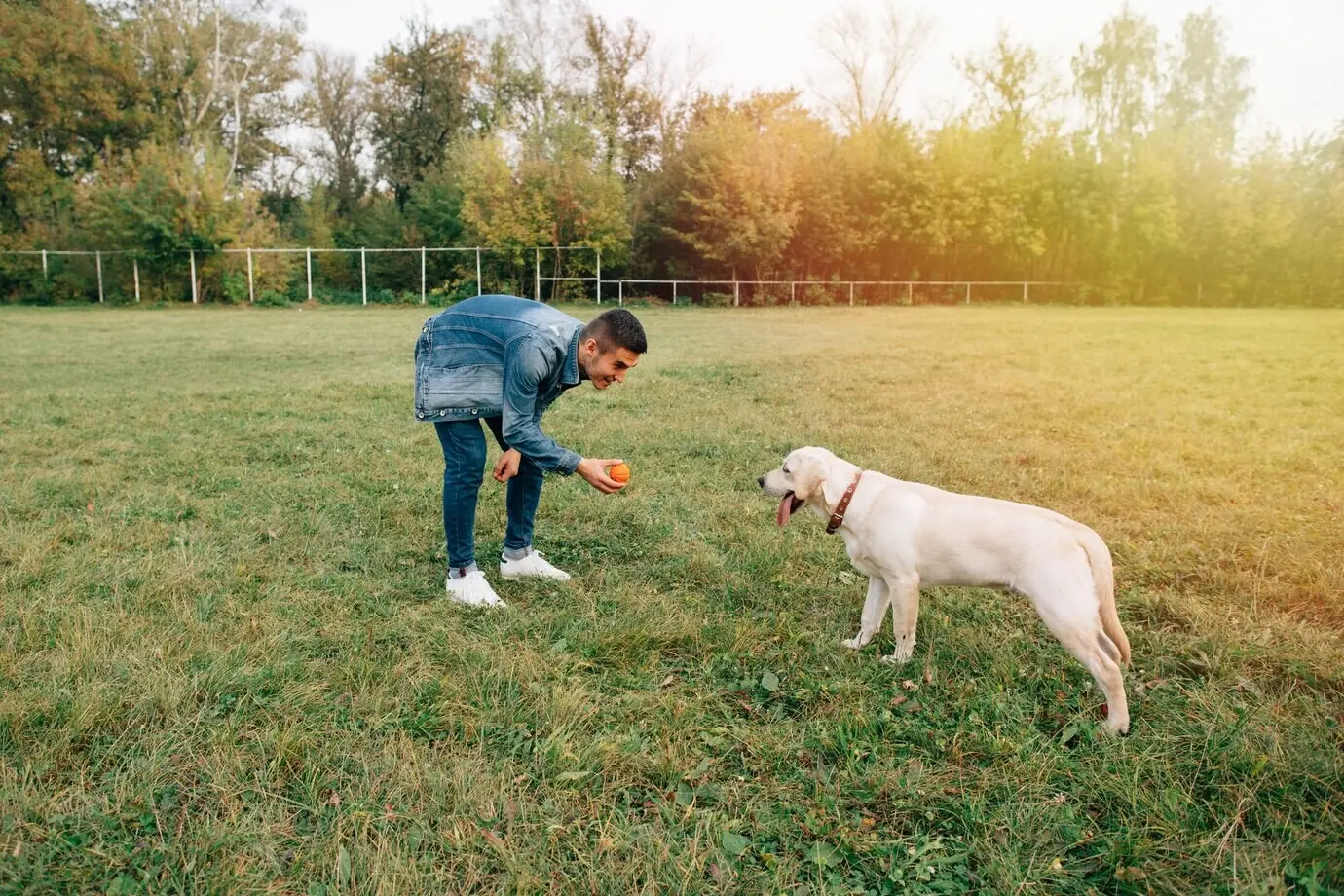 A man playing ball with his Labrador in a park.